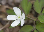 Wood anemone